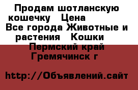 Продам шотланскую кошечку › Цена ­ 10 000 - Все города Животные и растения » Кошки   . Пермский край,Гремячинск г.